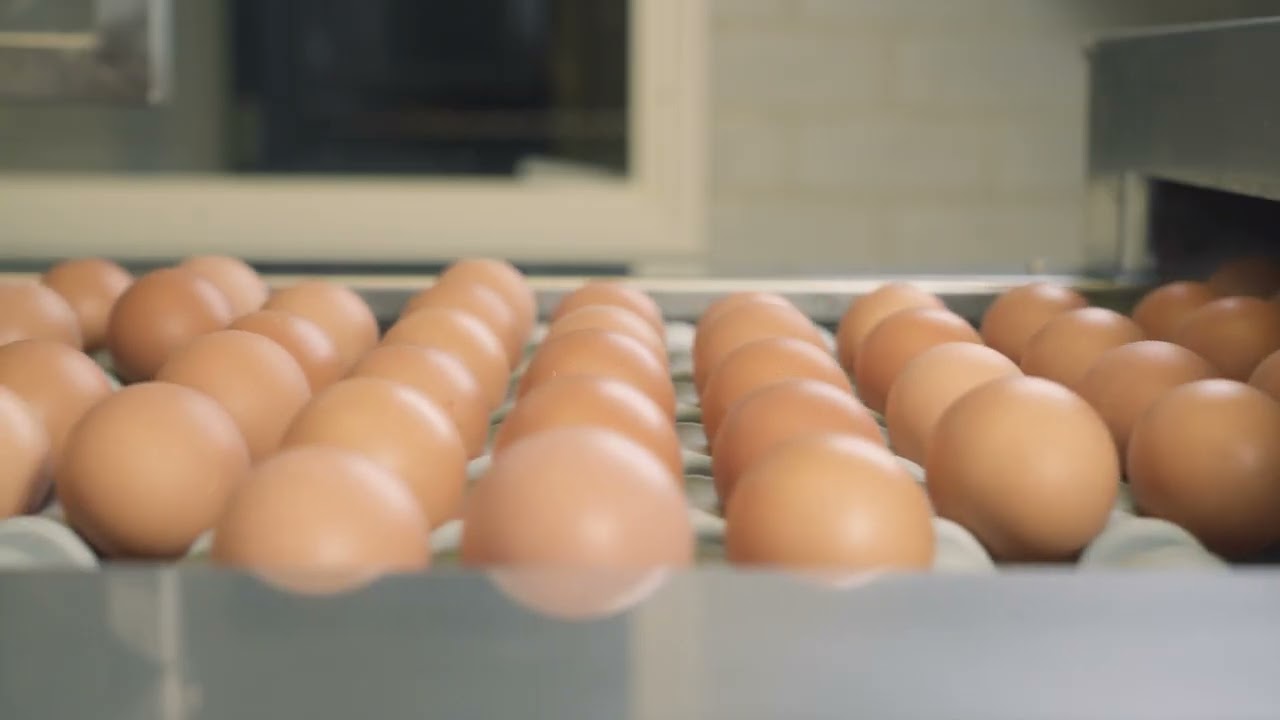 Vermeulen Eieren in  beeld