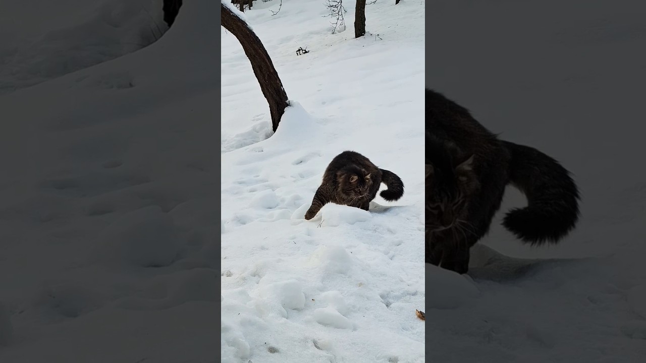 Playful Cat Wants to Go Outside – First Snow Adventure 