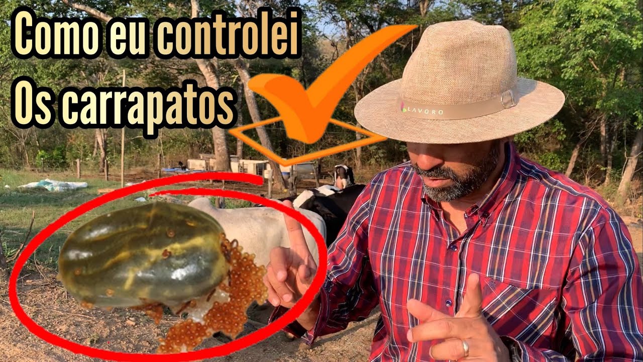 O ÚNICO PRODUTO QUÍMICO QUE MATOU OS CARRAPATOS DE MINHAS VACAS