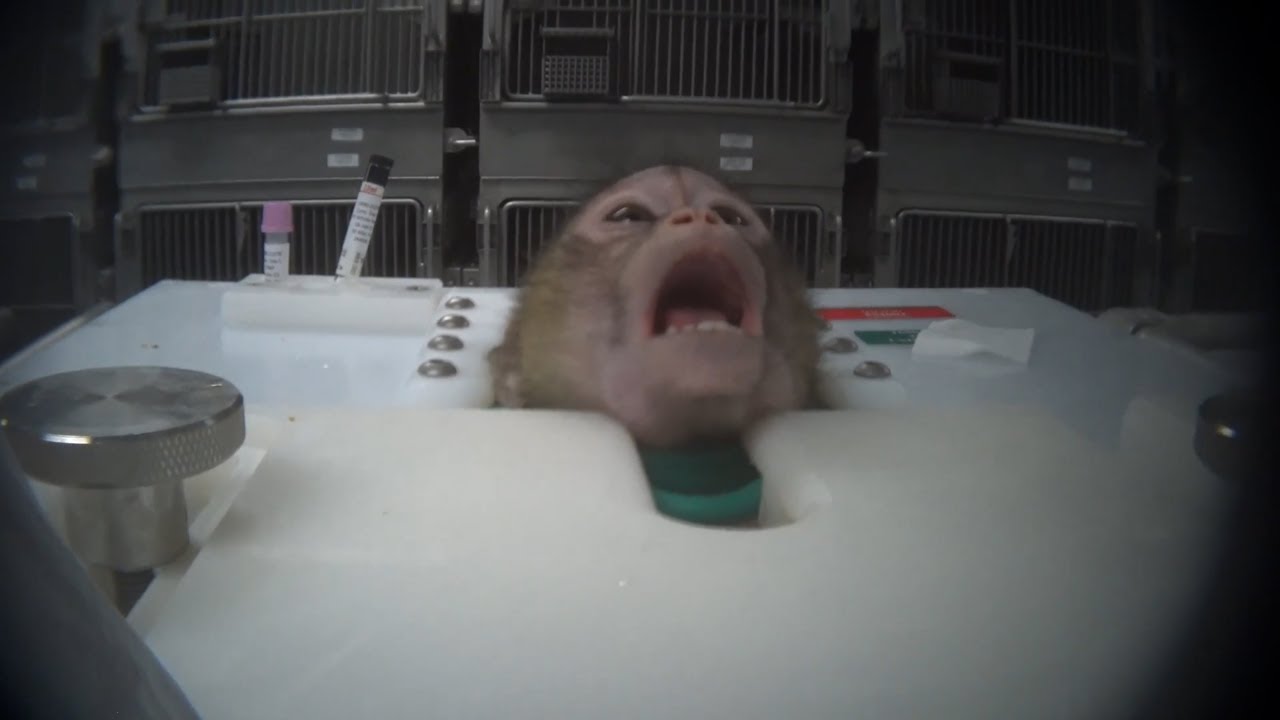 Podcast: The end of animal testing? Experts weigh in