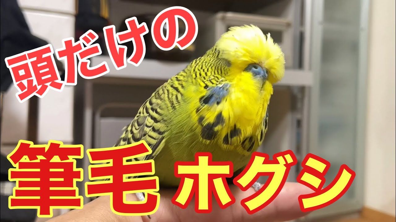 【インコ】お待たせしました‼️特集！頭だけの筆毛ホグシ‼️