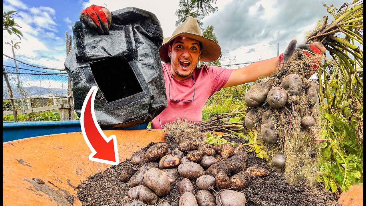 Cultivo PAPAS en bolsas 🥔 - Proceso COMPLETO!!! | Siembra, cuidado y cosecha ⭐