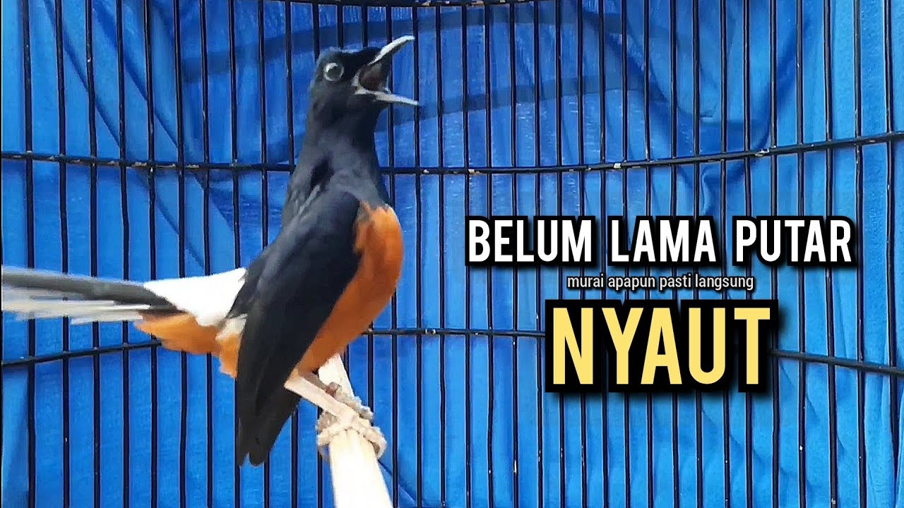 murai batu gacor AMPUH buat PANCINGAN murai batu agar bunyi JADIKAN burung murai gacor EMOSI NYAUT