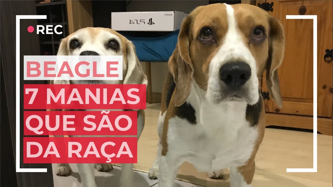 7 manias dos cães da raça beagle