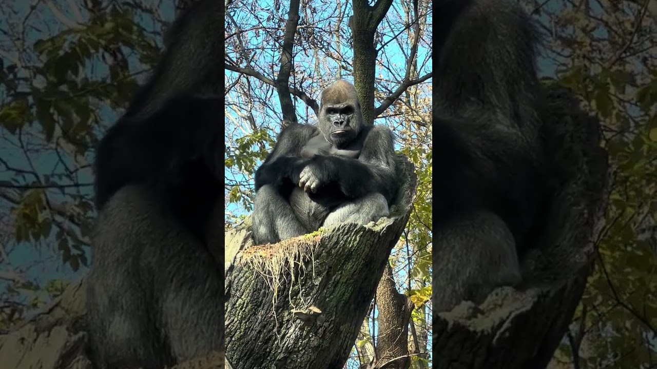 Babatunde, the 18 year old Silverback Gorilla likes climbing trees