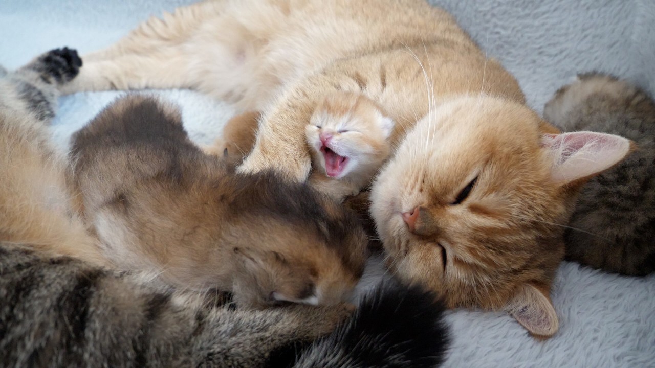 It's getting hard to tell which mother's kittens are from which mother's kittens.