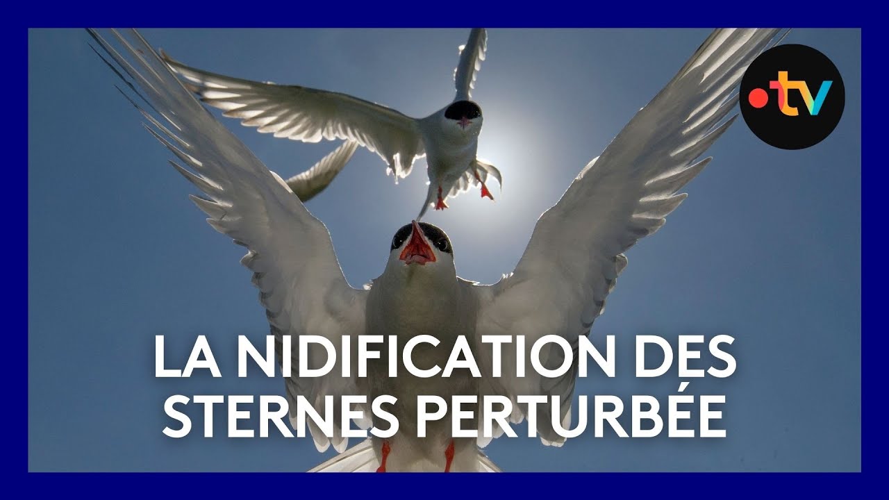 La nidification des sternes perturbée par le niveau trop élévée de la Loire
