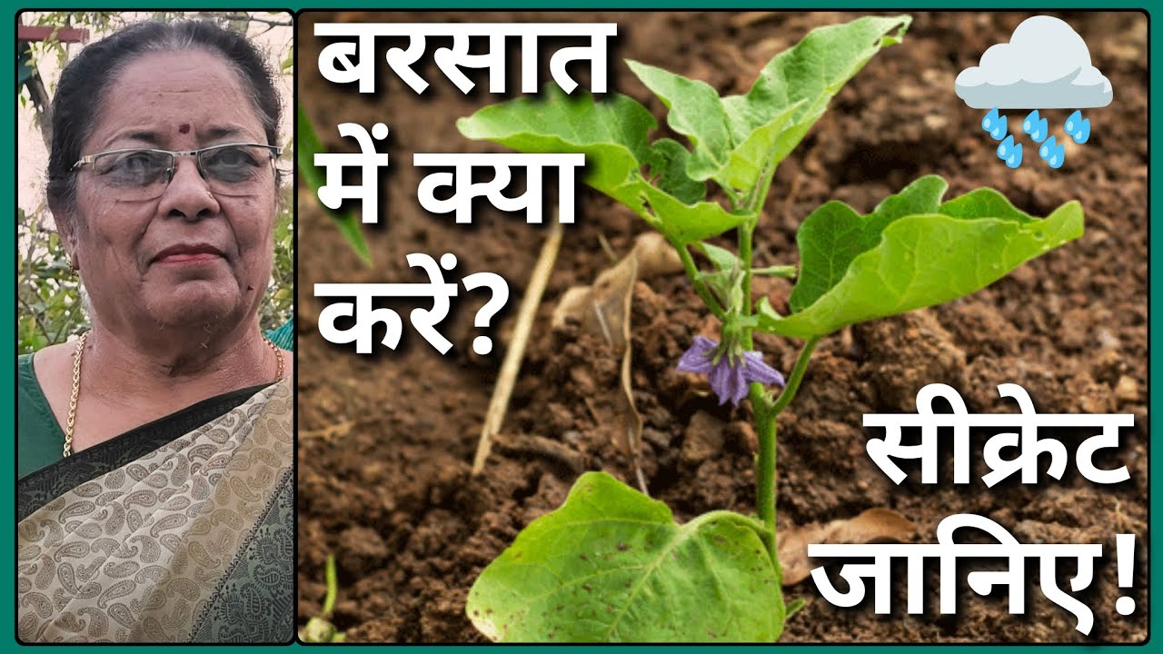 ऐसा मौका हाथ से न जाने दें 🌧️ हल्की बारिश में छुपा है पौधों का सीक्रेट