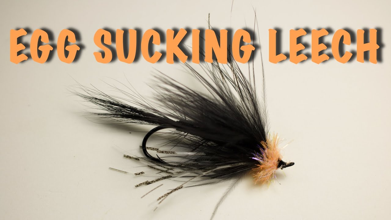 EGG SUCKING LEECH