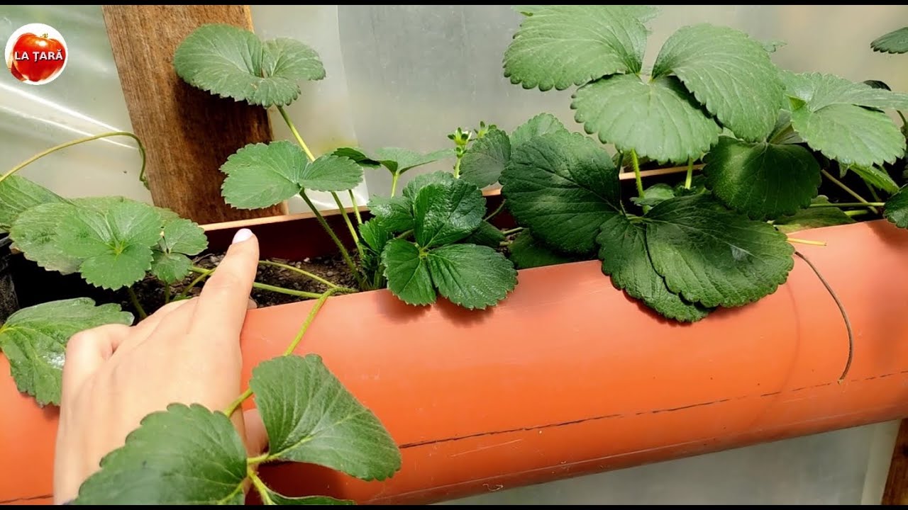 Cultivarea căpșunilor în țevi PVC - dimensiunile țevilor, cum arată plantele  pe 13 septembrie