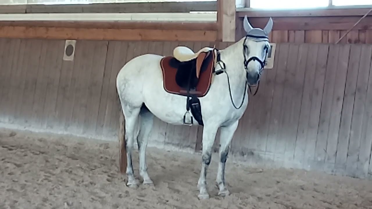 Roc Sattel Test - und aus der Traum. Sattel drückt