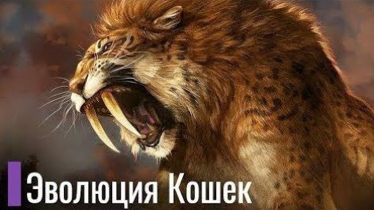 Реальная Эволюция Кошачьих. Саблезубый тигр и коты современности