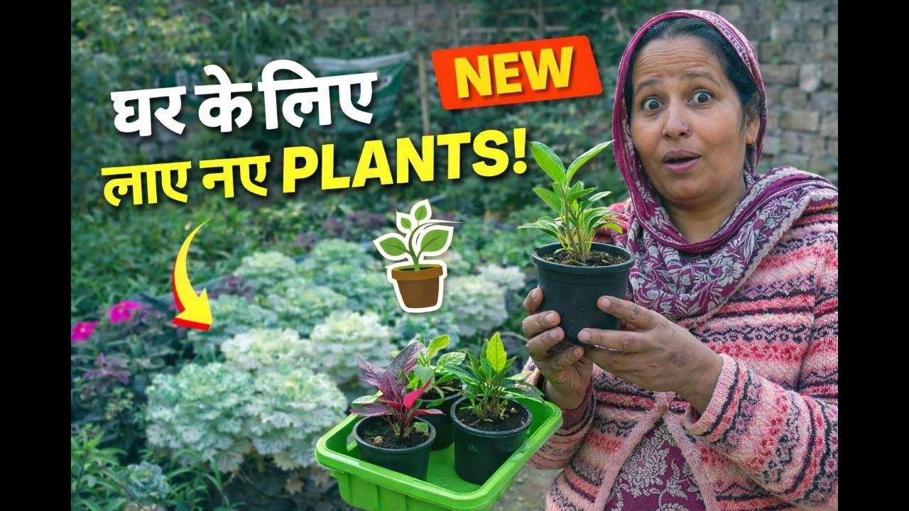 घर के लिए लाए नए पौधे 🌿 | Beautiful Indoor Plants for Home Garden | Plant Shopping Vlog