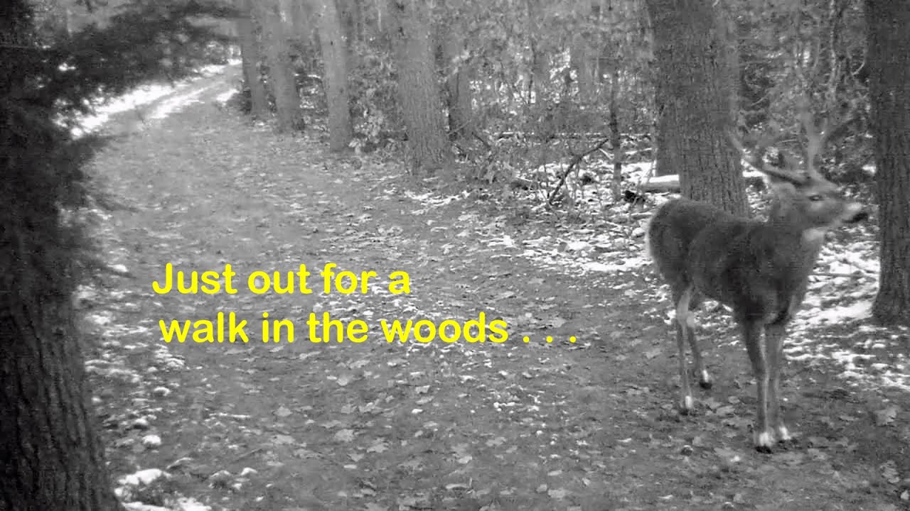 Just a walk in the woods