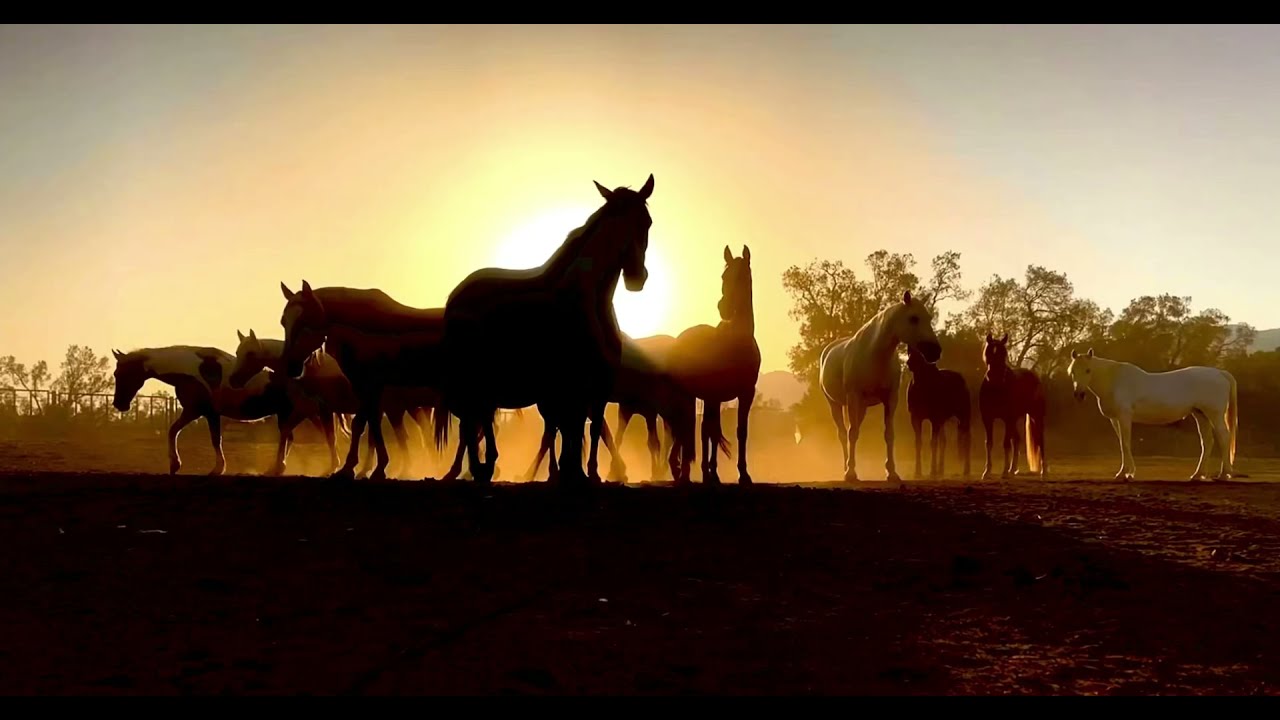Ein Radian Ranch 2021 - Israel