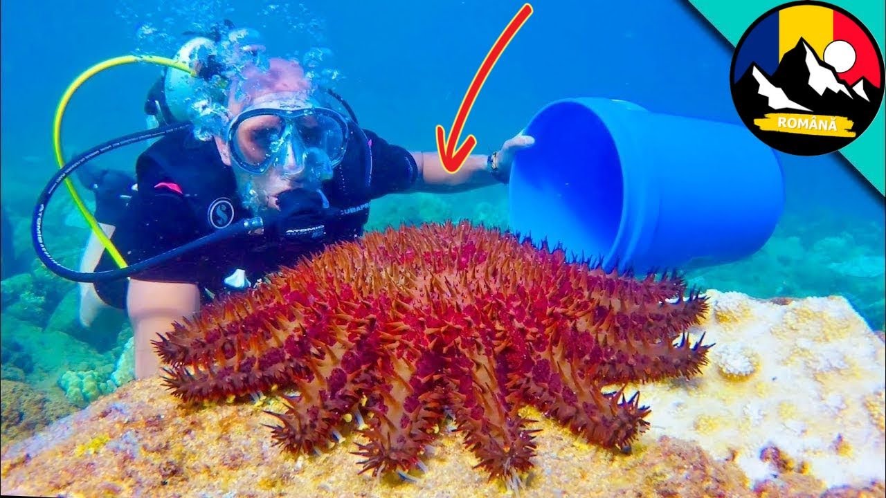 ATENŢIE! Stele de mare otrăvitoare uriașe! Aventura uimitoare cu creaturi subacvatice