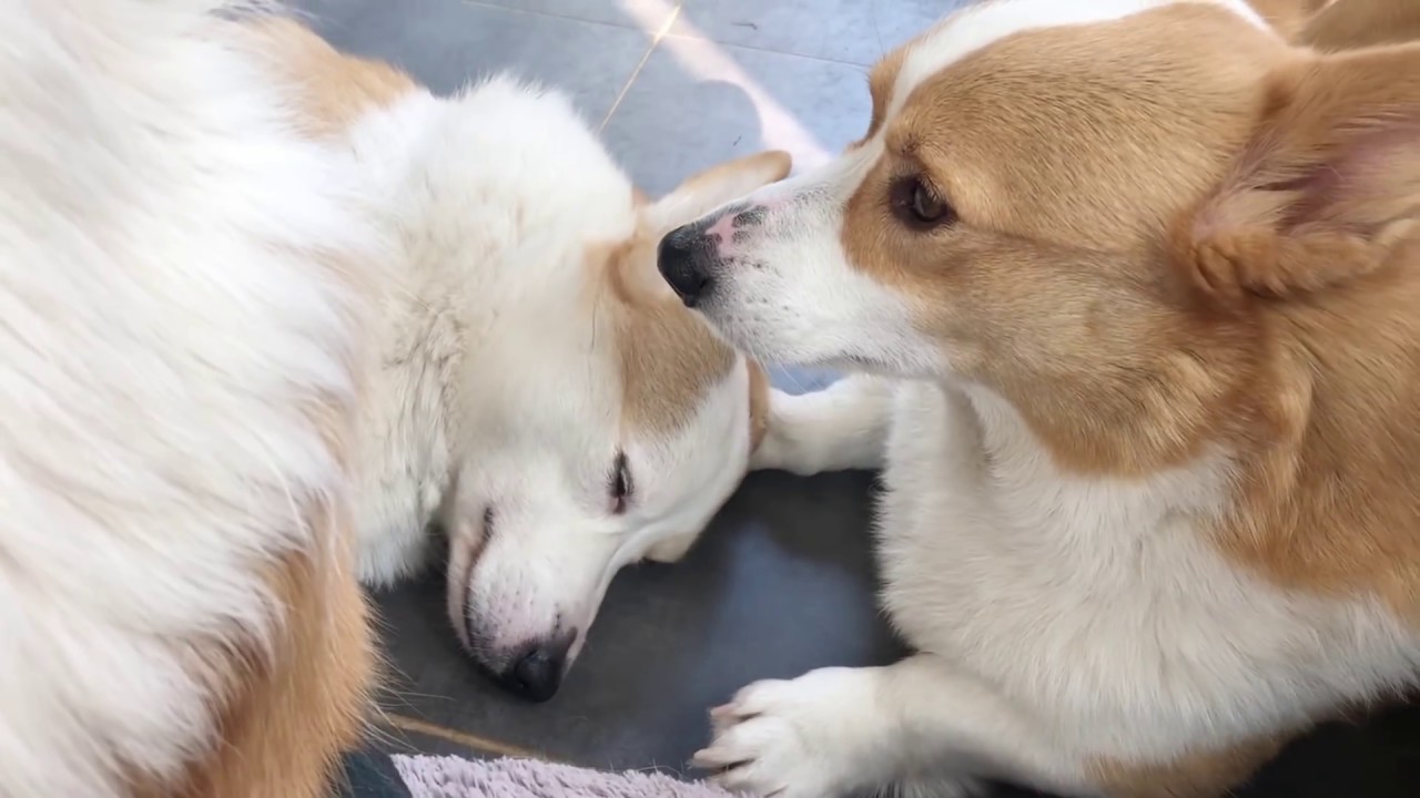 피곤한 개가 행복한 개다 🐾/ A tired dog is a happy dog.