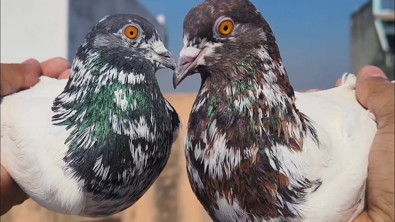 DHAMAKEDAR Punjabi LALSAREY aur KALSARE HASEEN BHAI KE KABUTAR JALALABAD #SHAMLI #pigeon #kabootar 