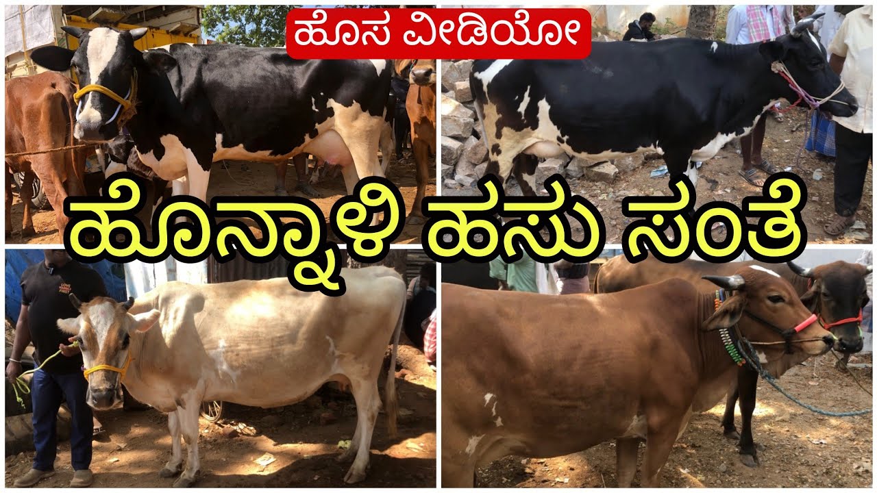 ಹೊನ್ನಾಳಿ ಹಸು ಸಂತೆ | Honnali Cow Market | Incredible Vishaya