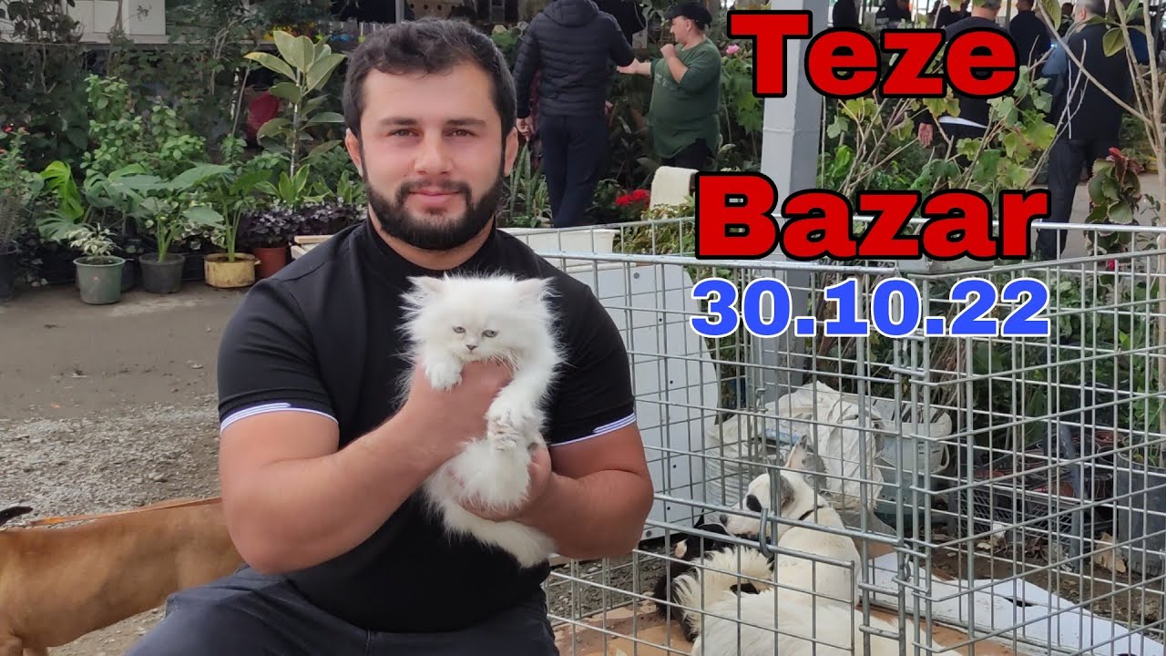 Teze Bazar Ev Heyvanlari 30 oktyabr 2022 #elixezer #bulbul #pekinez #it #dovsan #papuqay