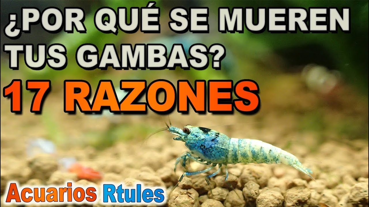 ¿POR QUÉ SE MUEREN MIS GAMBAS? ☠️ Los SECRETOS que debes saber