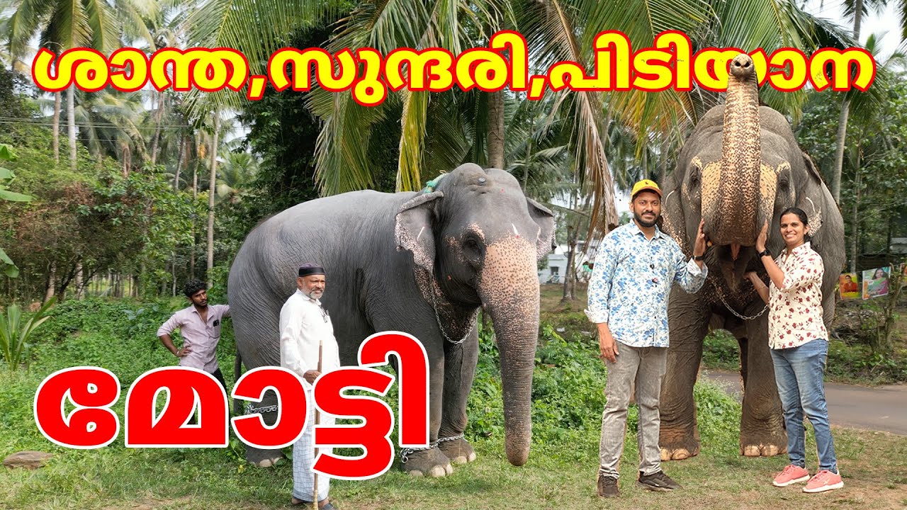 ശാന്ത സുന്ദരി പിടിയാന മോട്ടിയെ കാണാൻ കുടുംബത്തോടൊപ്പം പോയപ്പോൾ 