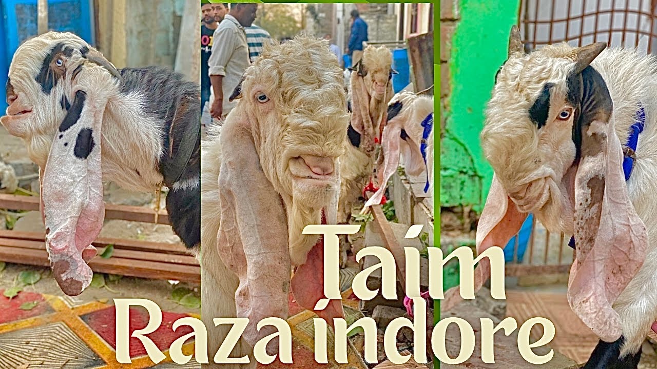 Raza Group - Indore Ka Collection Hedrabadi Goat 