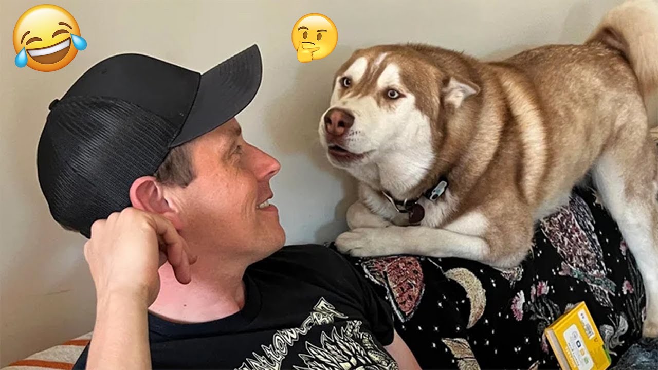 I dare you not to LAUGH at these FUNNY DOGS 😁🦮 - Best Funny Animals Videos 2025 #89