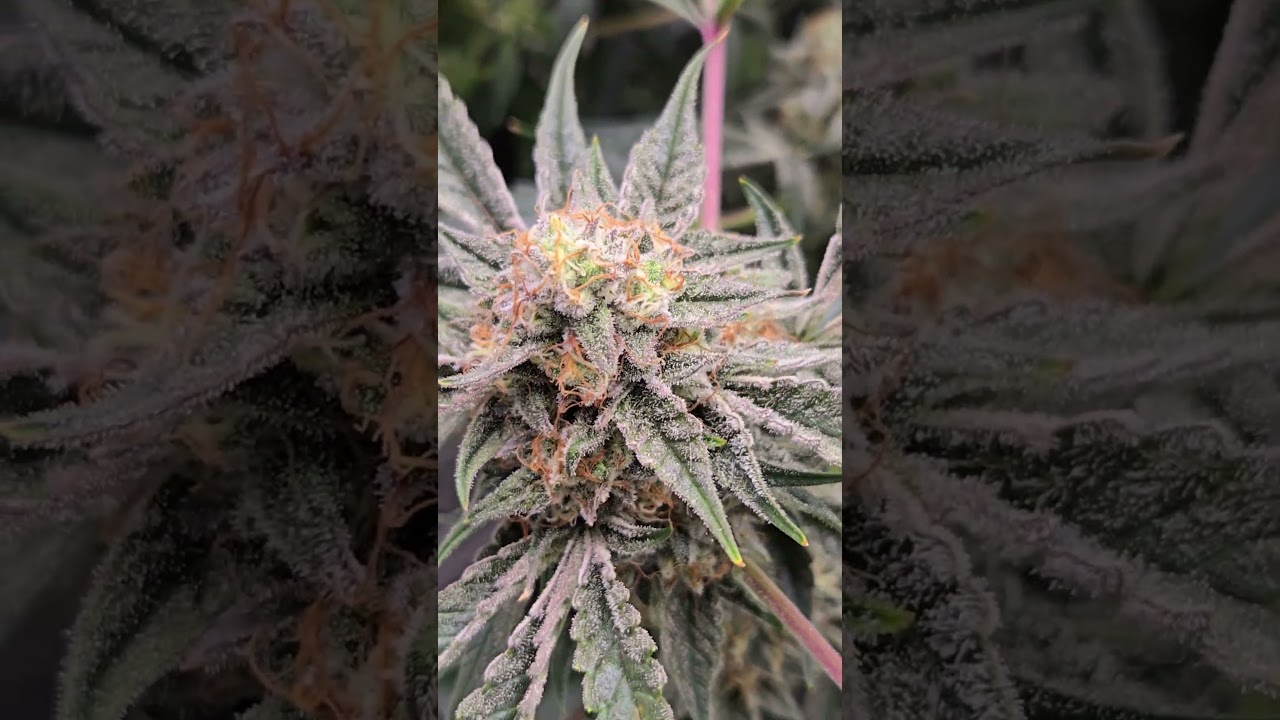 Strawberry Milk & Qookies🍪🥛 Night Owl Day 69🔥