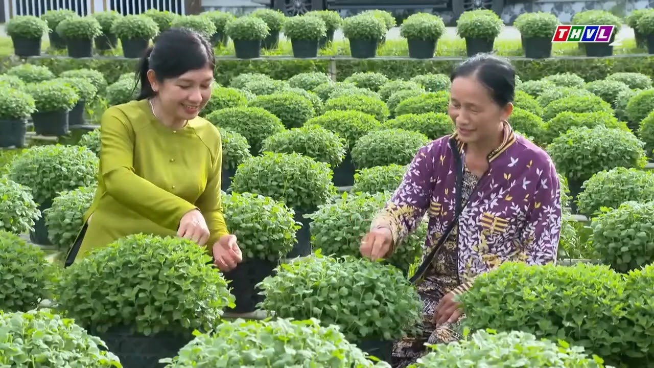 THVL 2 phỏng vấn người dân làm hoa tết 2026 ở Cái Mơn_Chợ Lách _Vĩnh Long