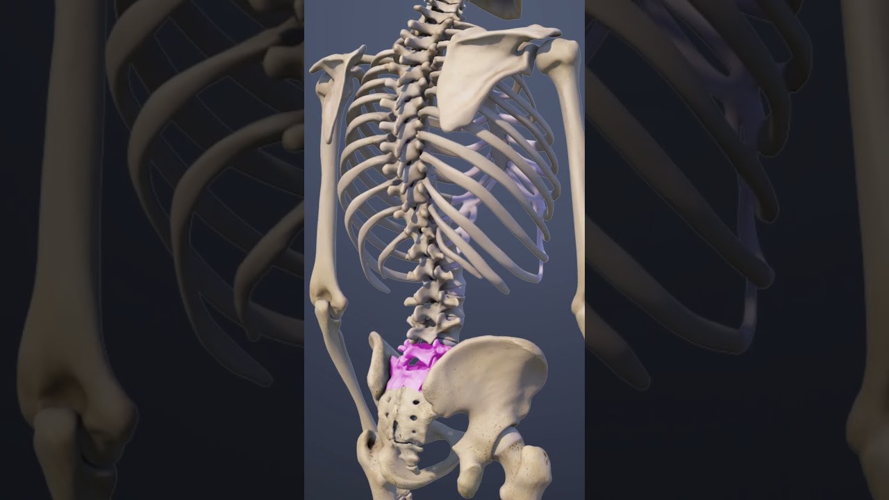 The Role of Articular Cartilage