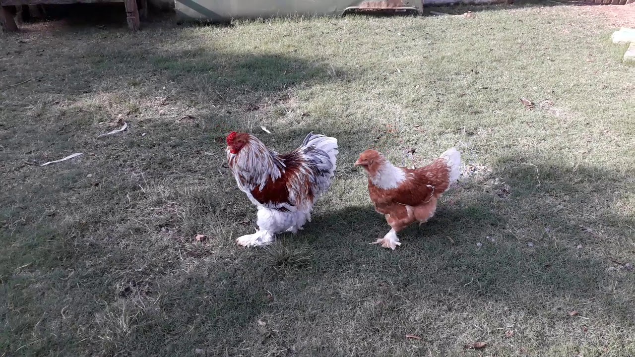 Brahmas red pyle