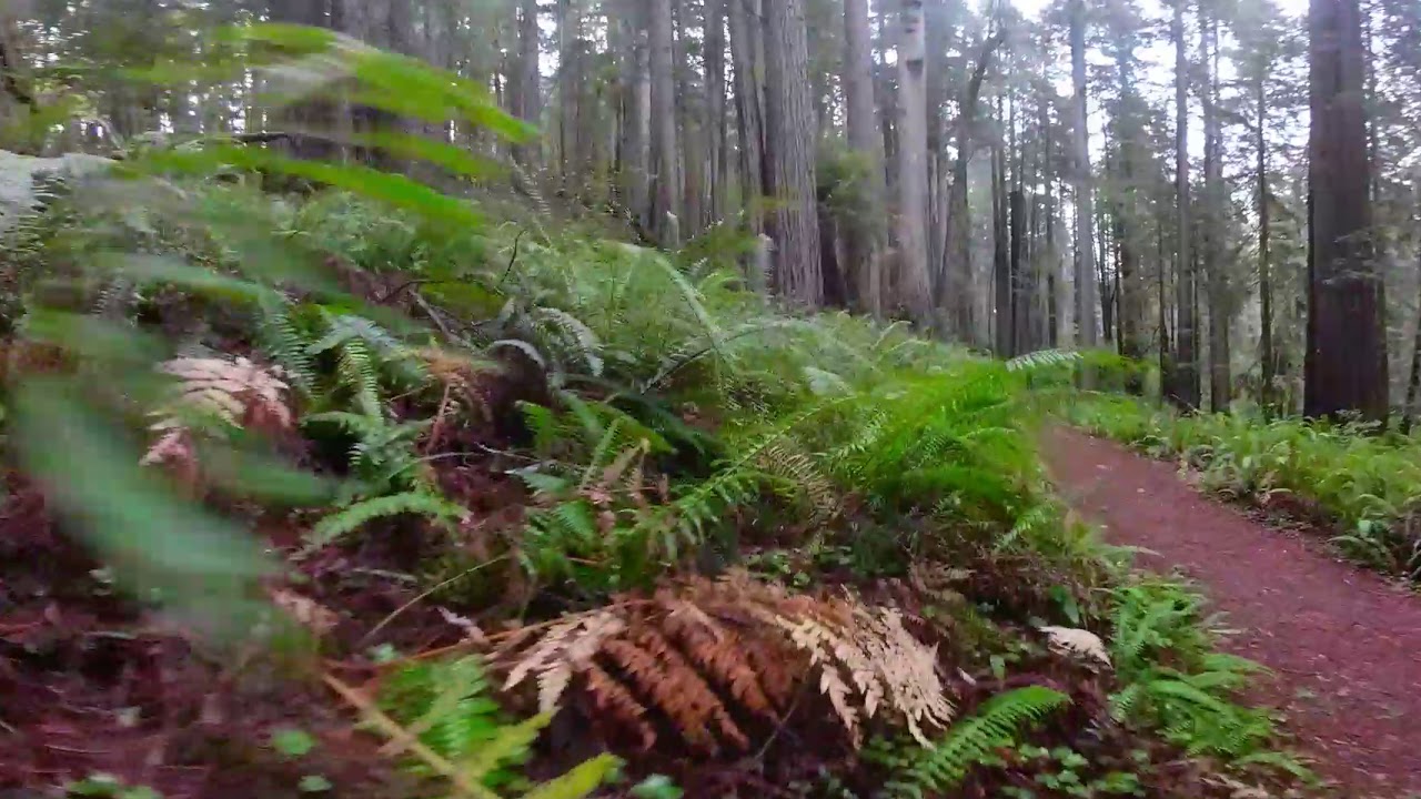 Find Your Peaceful Redwoods: Prairie Creek Trail