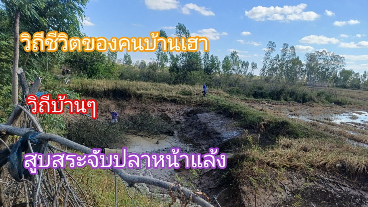 สูบสระจับปลาวิถีชีวิตคนบ้านๆหาอยู่หากิน