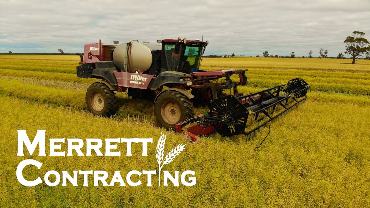 Windrowing Continues | Miller Nitro 4275