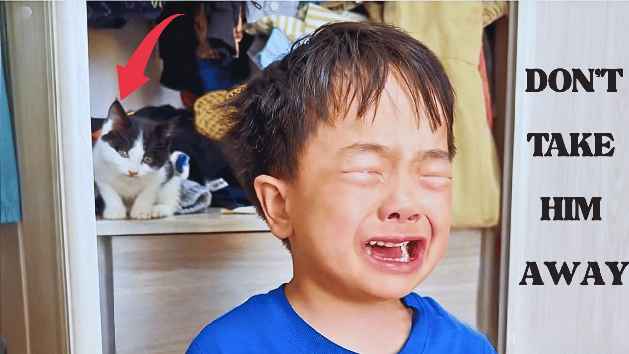 He Cried and Begged Mom Not To Take The Stray Kitten He Hid in His Closet