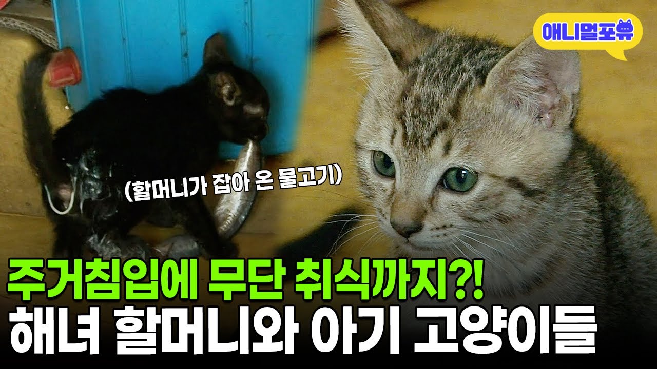 사고뭉치 고양이들을 할머니가 집에서 내쫓지 못한 이유ㅣKBS 인간극장