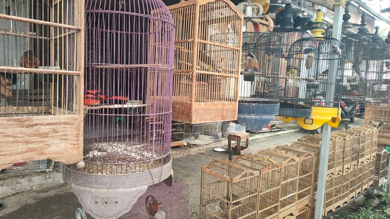 BURUNG MURAHAN KALO DI RAWAT DENGAN APIK BISA BERKUMPUL SEPERTI INI SUARA NYA 