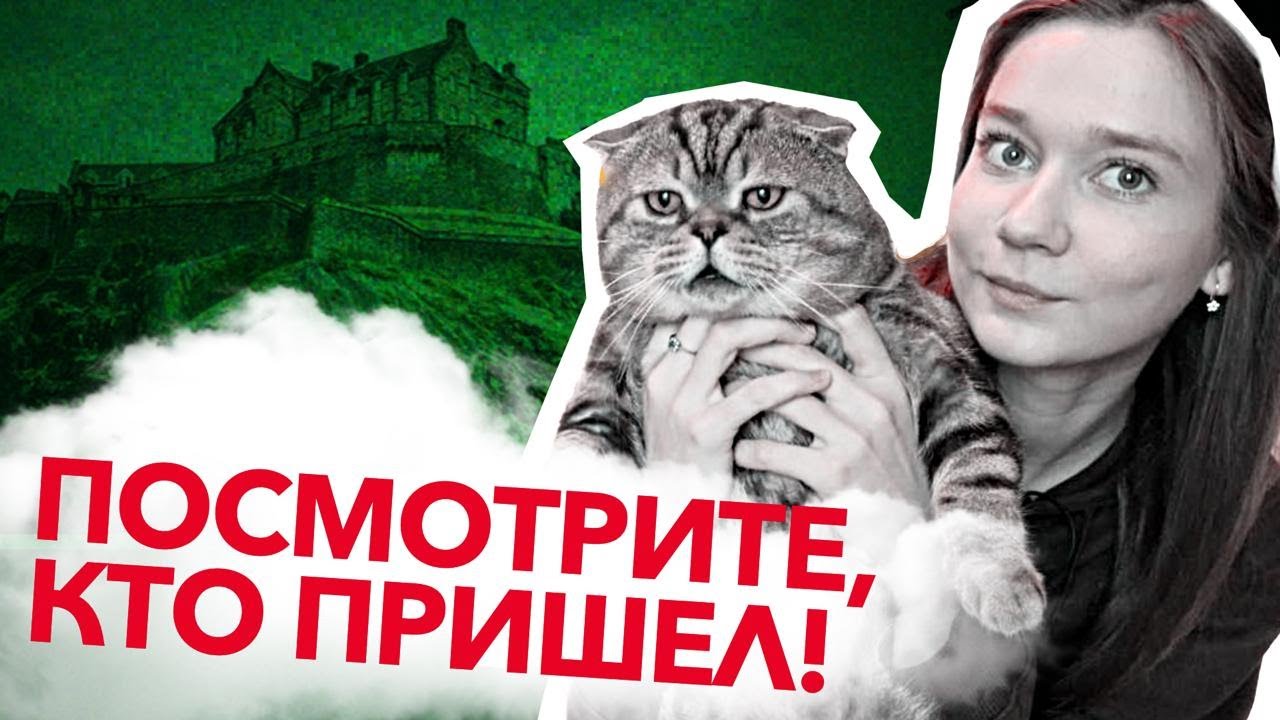 Все про котиков 🐾. Плюсы и минусы домашнего питомца. Мой личный опыт ✨