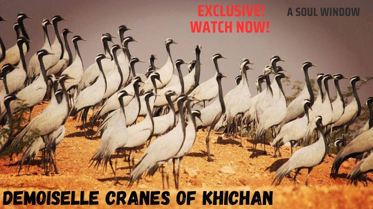 Demoiselle cranes in Khichan | Rajasthan | Demoiselle cranes | Migratory Birds | Birdwatching