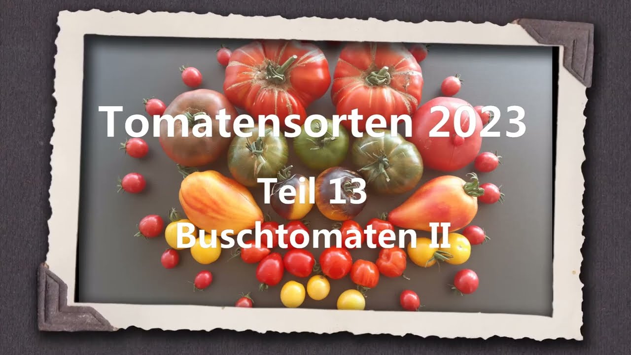 Tomatensorten 2023 Teil 13 - Buschtomaten II
