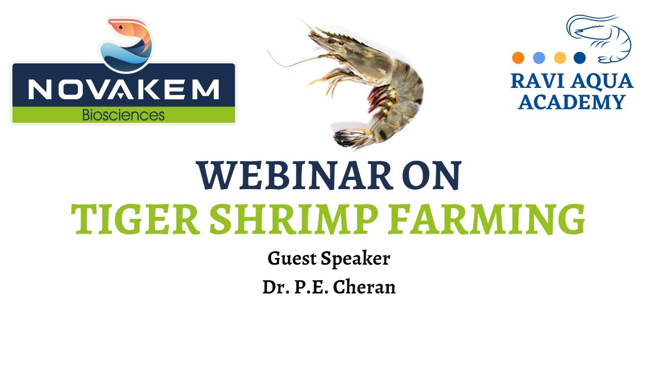 Tiger shrimp farming practices (webinar)