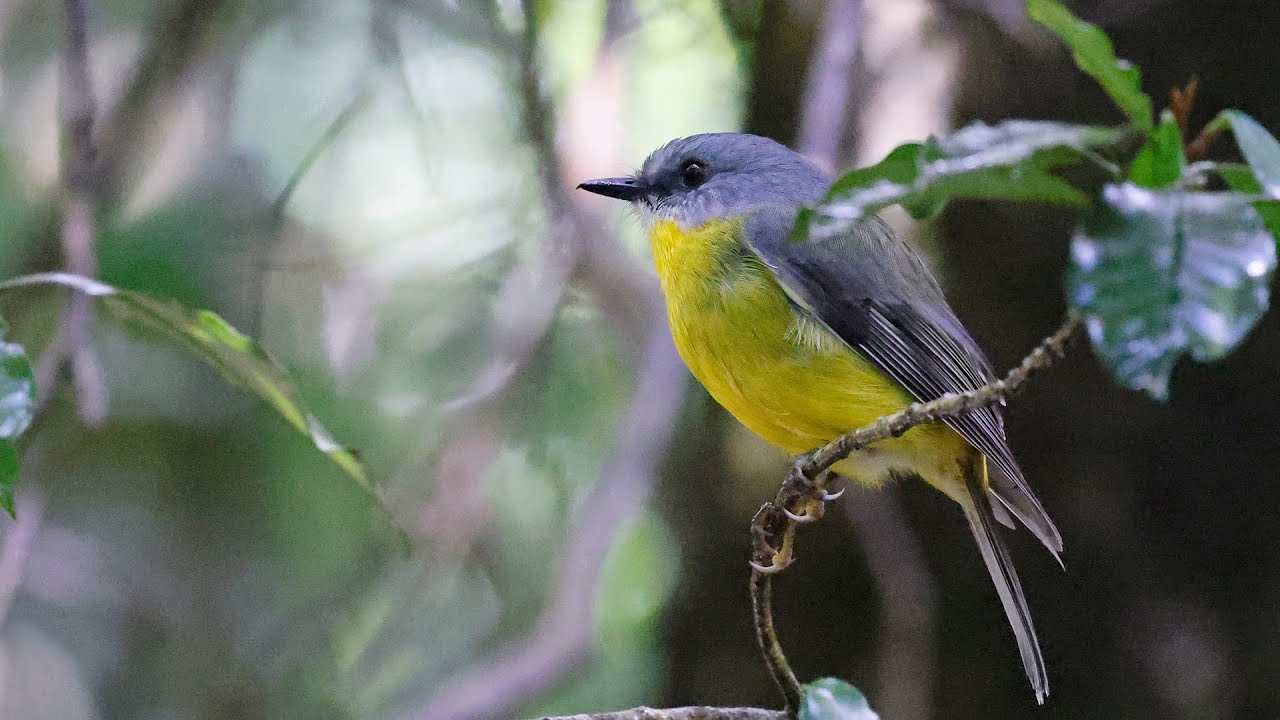 Australia Part 34: birding O'Reilly's all day, Oct 11 #canon_r5 #rf100_500 #birds #wildlife