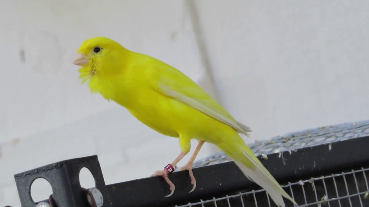Beautiful Russian canary singing (5 min. Non stop)