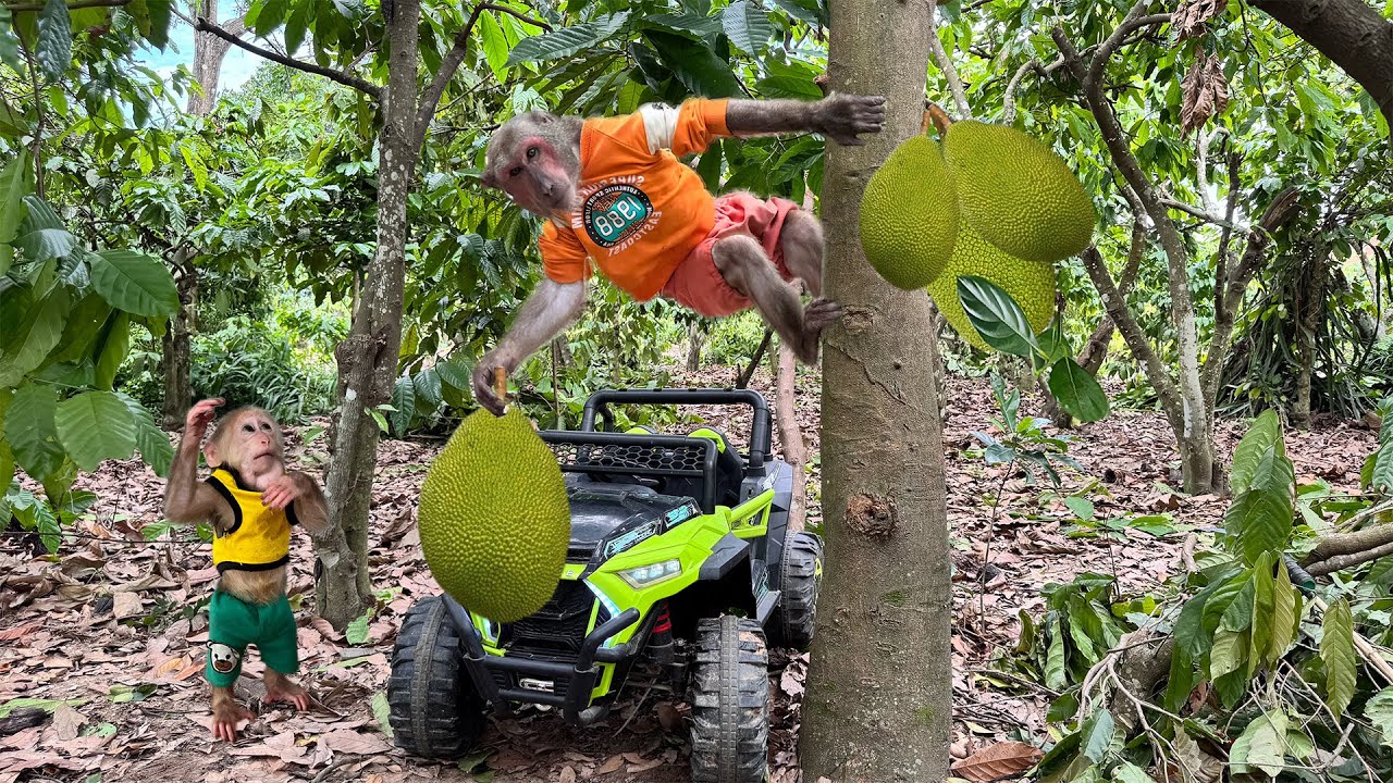 Abu and Monkey Visit the Farm and Bring a Surprise Gift Back to Mom