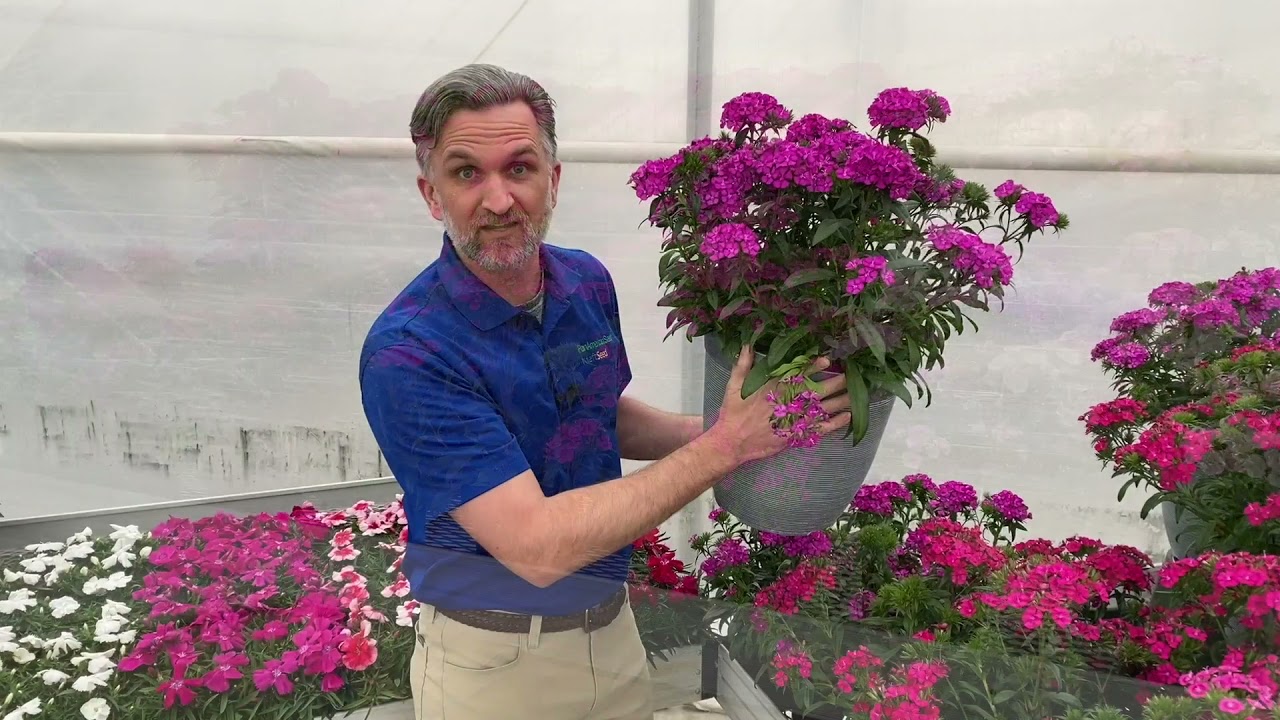 Dianthus for Cool Season and Summer