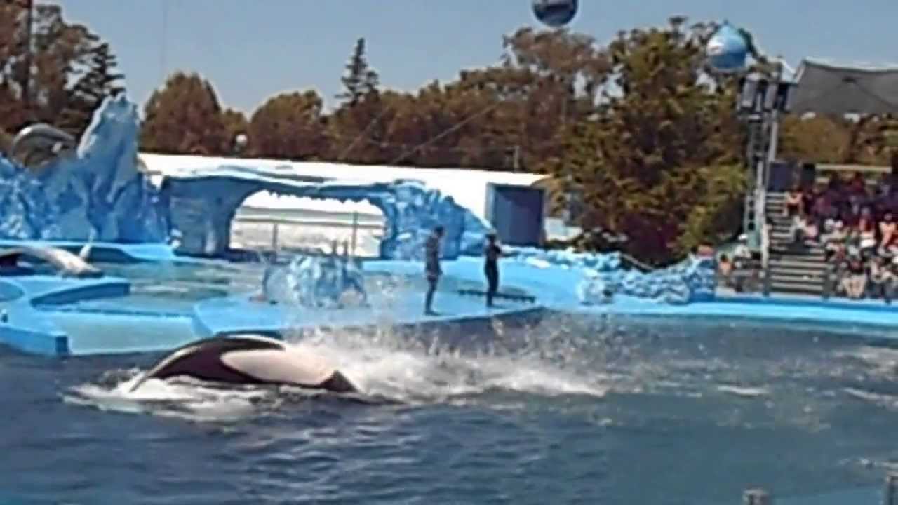 SHOW DE ORCA EN MUNDO MARINO