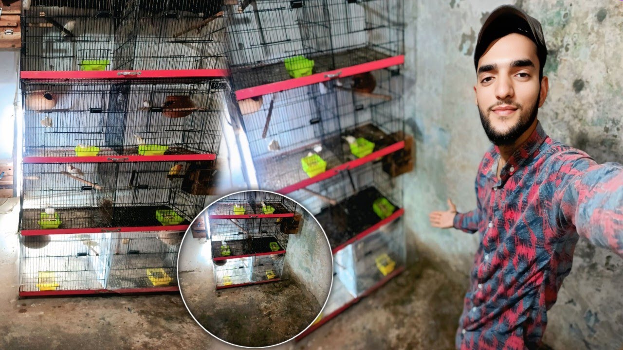 Birds Setup or Cages Ke Safai kr de