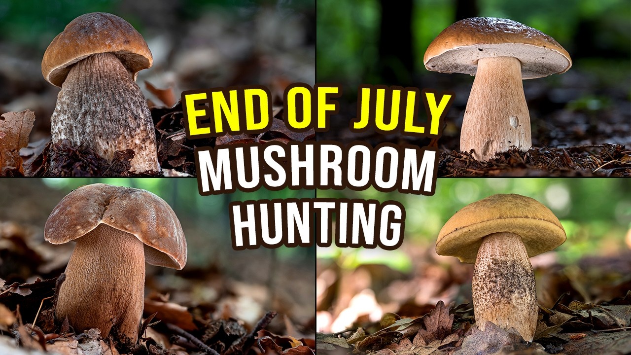 FINALLY! The Summer Mushroom Hunting Season 2025 Has Started In Europe - My First Boletus Edulis