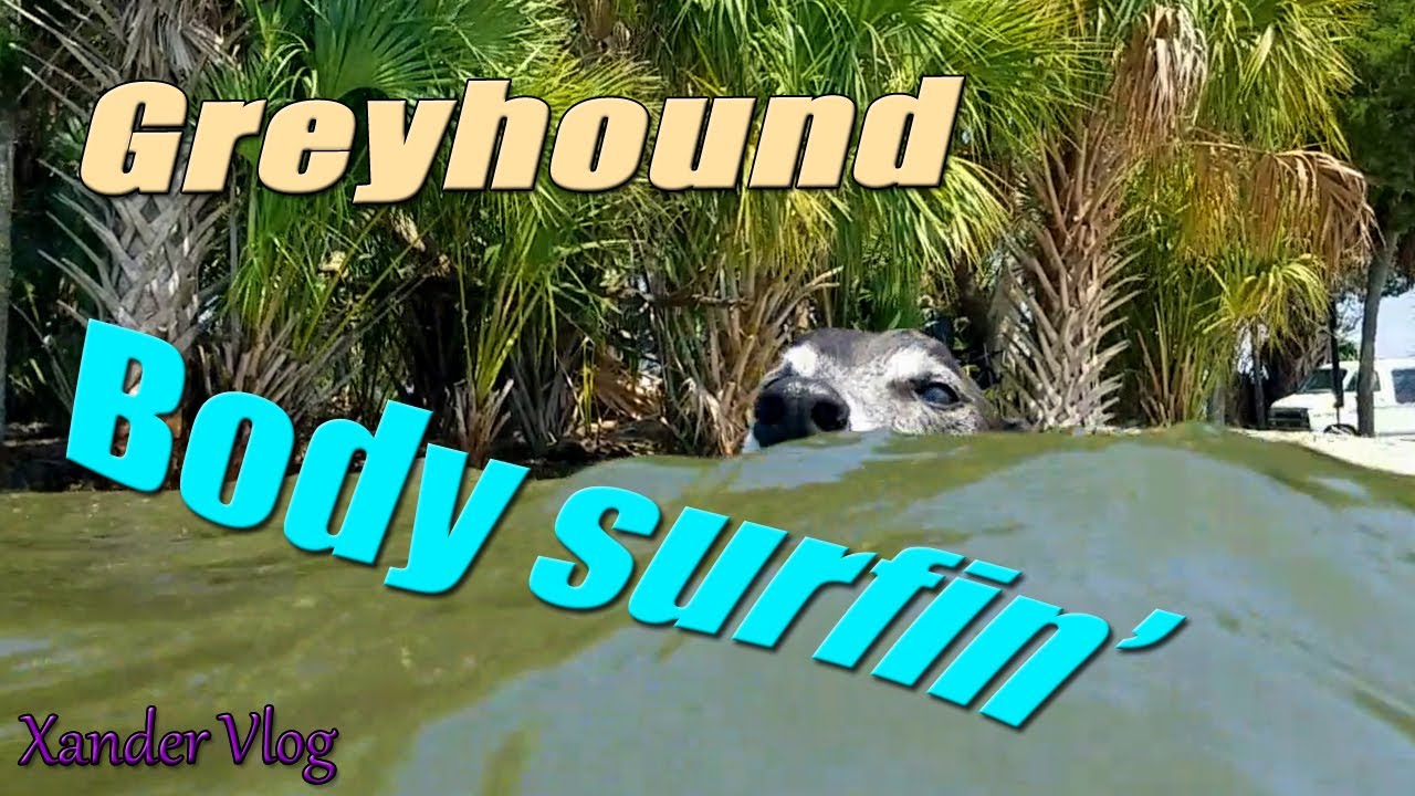 Xander Greyhound body surfing! 🏄‍♂️ | Bird Creek Beach Yankeetown, FL | Retired racer lifestyle